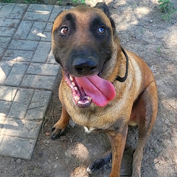 Meet your Posher, Kira - Picture 1 of 1